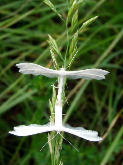 ,,,keď stretne,,Anjel,,družku,,