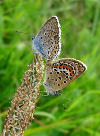párenie modráčikov