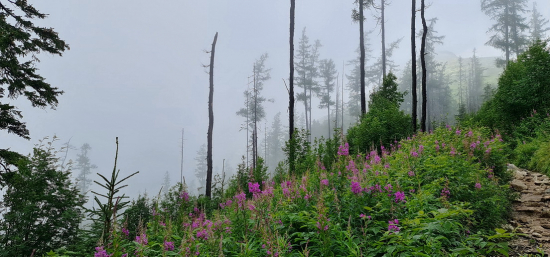 Vysoké Tatry