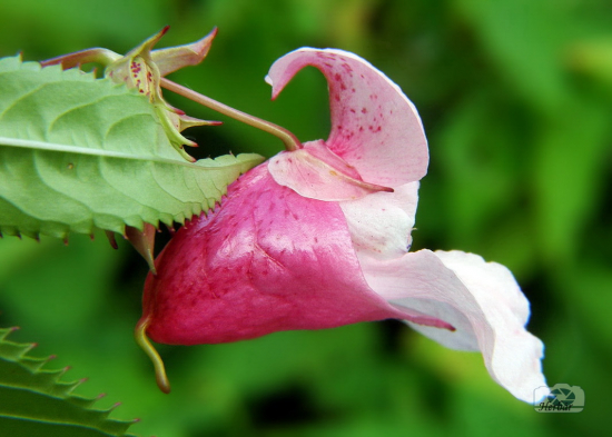 Netýkavka žliazkatá