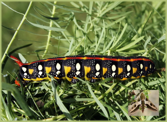 lišaj mliečnikový