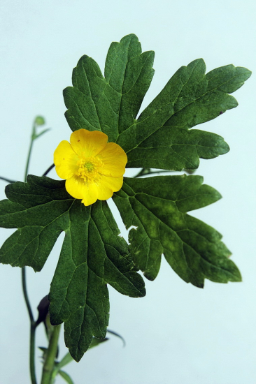 iskerník mnohokvetý