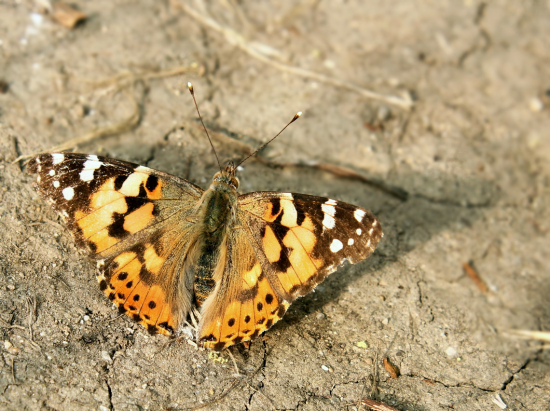 babôčka bodliaková