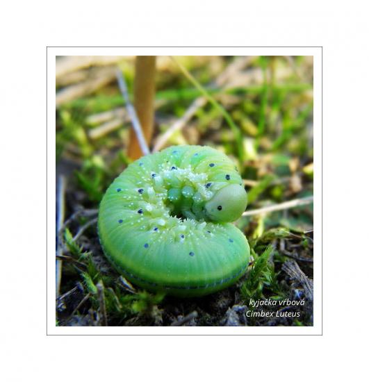 kyjačka  vrbová