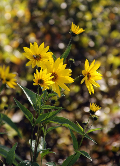 Slnečnica hľuznatá
