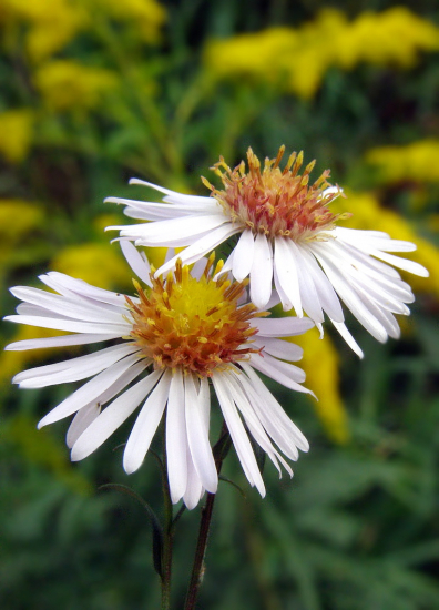 astra kopijovitolistá