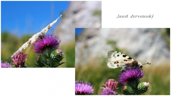 Jasoň červenooký