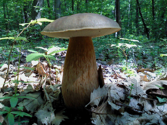 spomienka na sezónu...