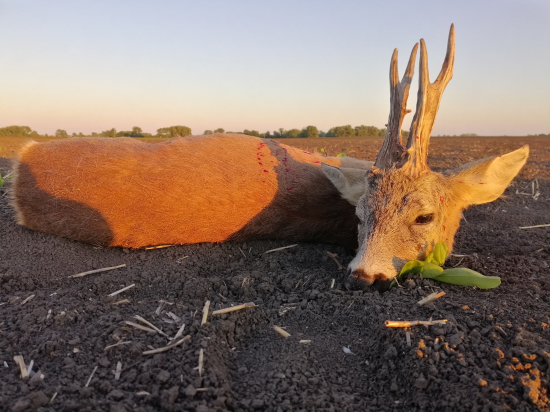 V posledných lúčoch slnka