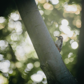 Dendrocopos major