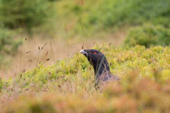 nádherné stvorenie