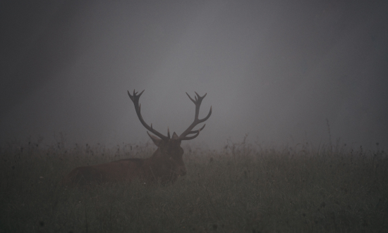 zaslúžený oddych po ruji