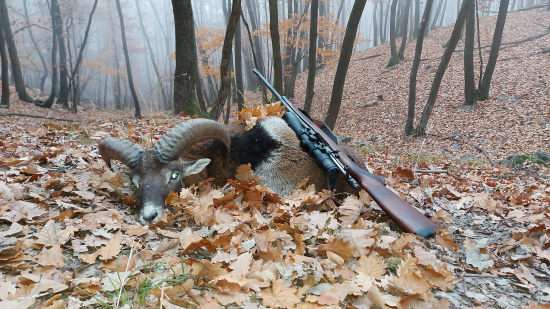 Muflón z hmlistého rána...