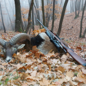 Muflón z hmlistého rána...