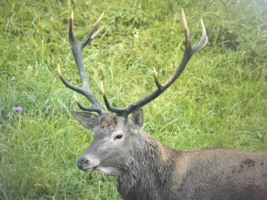 O čom asi rozmýšľa