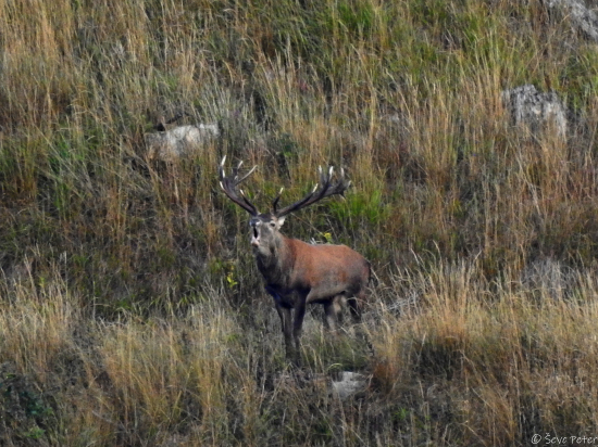 Z ďaleka bolo počuť mocný hlas