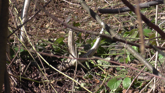 Pod dvojročným černičiakom