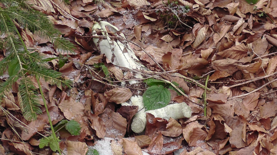 Tretieho parožia sa nedožil