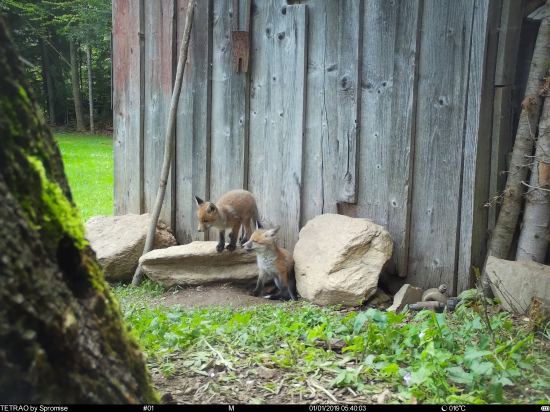 Brloh pod drevárňou
