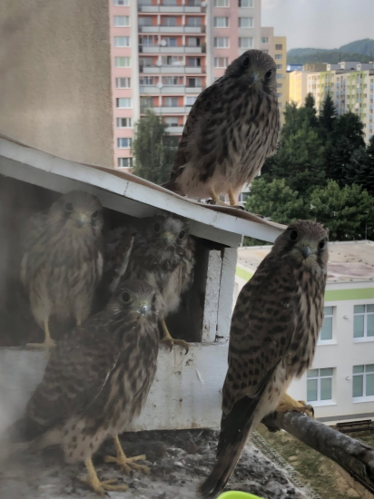 Sokolia rodinka v Sásovej