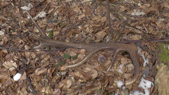 Dvojkilová dvanástka zblízka