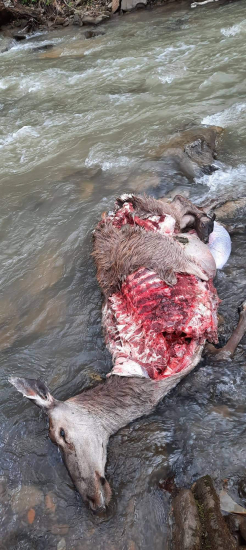 Vlka treba chrániť