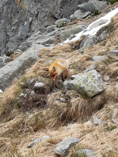 Vysoké Tatry č.1 - Líška vysokohorská