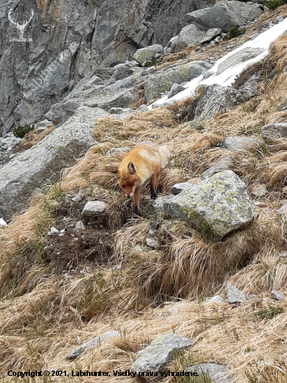 Vysoké Tatry č.1 - Líška vysokohorská