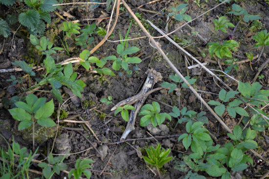 Dvakrát přehlédnutý.