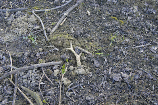 Velikonoční pondělí.