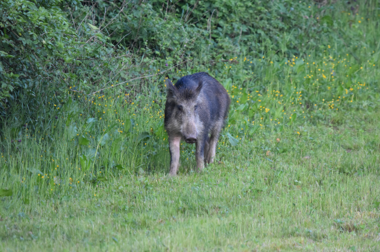 Kňourek.