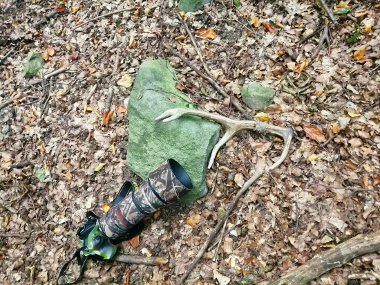 Vyplatilo se vstávat.