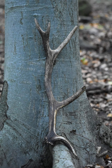 Další překvapení.