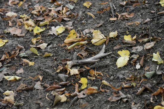 Opět velká náhoda.