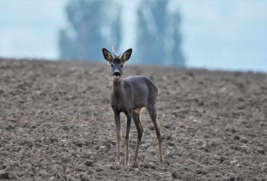 Pustil mě na 50 kroků.