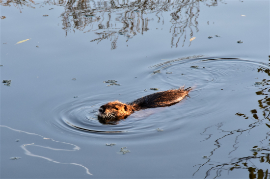 Nutrie říční.