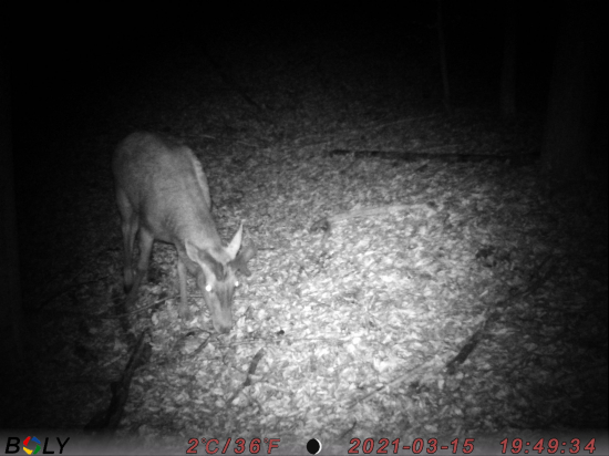 už mu rastú nové ?