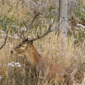 strieborný jeleník