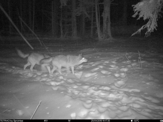 vlčky na prechádzke