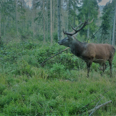 okoloidúci