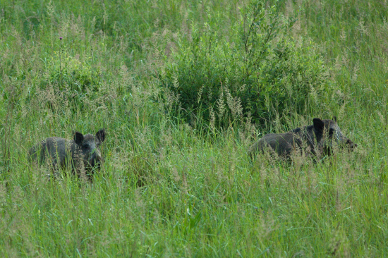 Kančeky