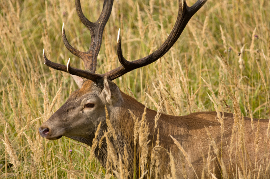 Prišiel príliž blízko na fotenie_25