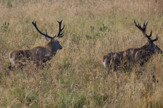 Paralélny pochod_26