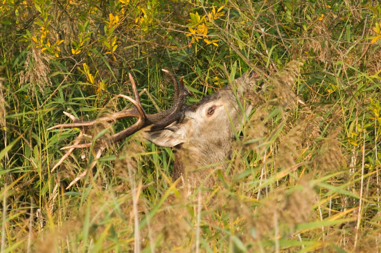 Chutné lístky vŕby_33