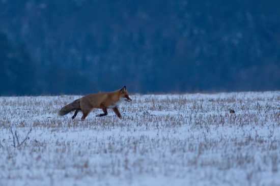 Bude ďalšia myška