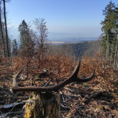 Konečne prvý tohtoročný