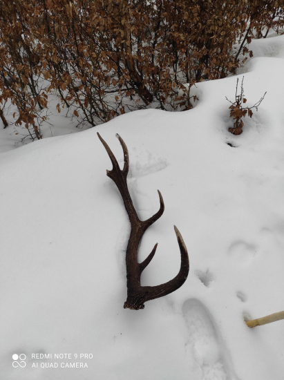 Vlaňajší. Tento rok najlepší škoda že nie kompletný.