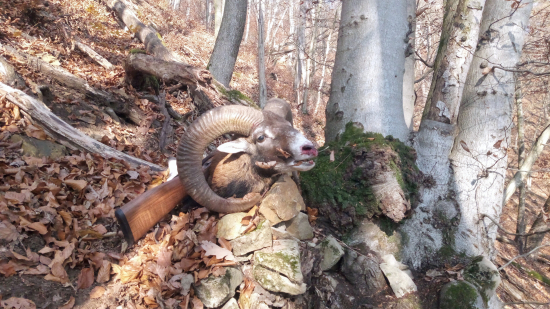 Náhodné stretnutie v novembrovom lese...