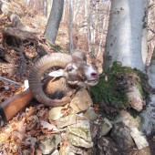 Náhodné stretnutie v novembrovom lese...