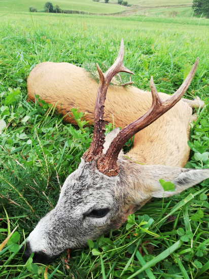 Môj tohtoročný srnec